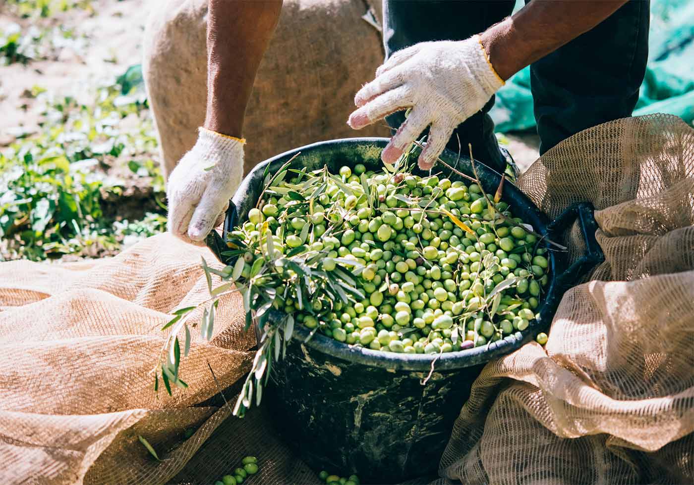 Personas recogiendo aceitunas de cosecha temprana, de las cuales se obtiene el aceite verde