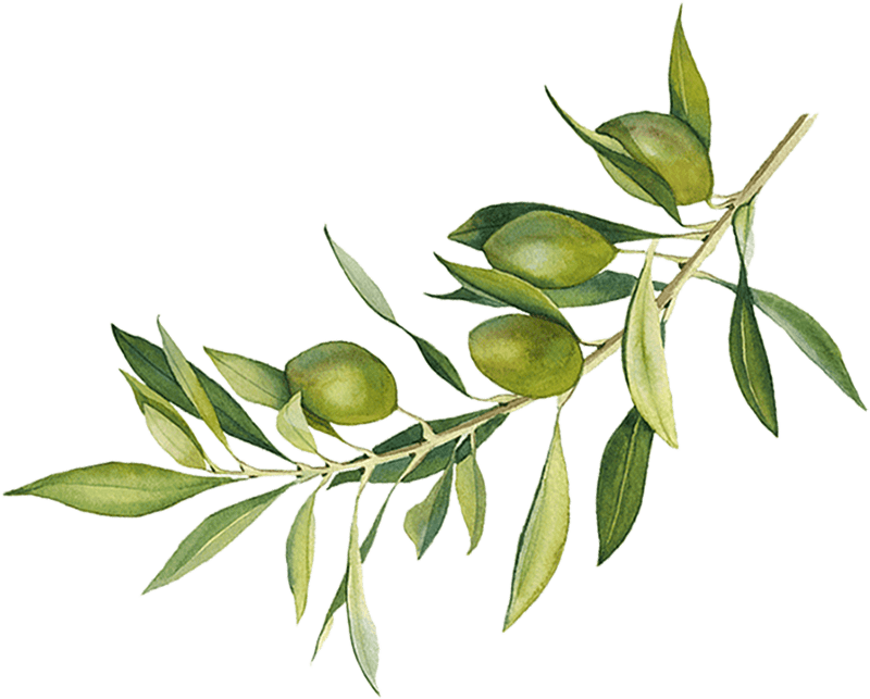Rama de olivo con acetiunas ilustradas a mano
