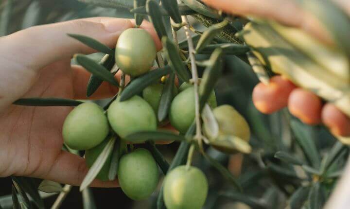 Aceituna picual que produce aceite de oliva saludable