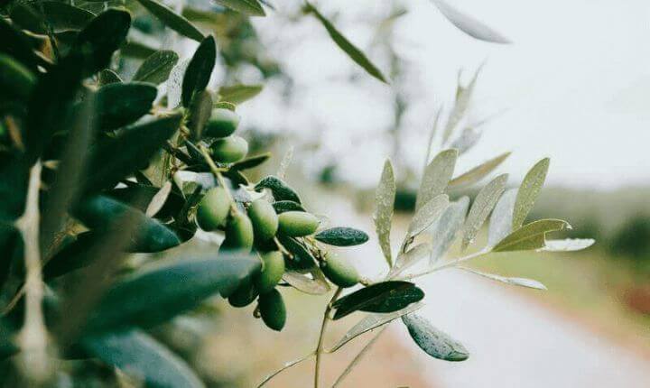 Aceitunas maduras para preparar oro líquido situadas en la rama del olivo