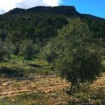Campo de olivos de los cuales se obtiene aceite ecológico