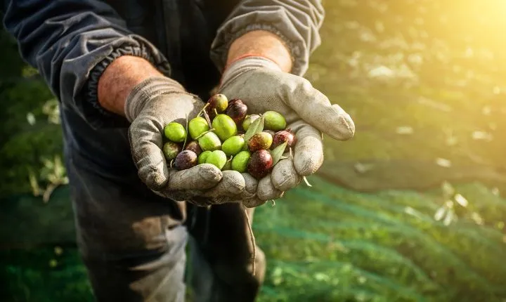 cosecha de aceite de oliva ecológico