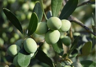 Aceitunas maduras en la rama del olivo
