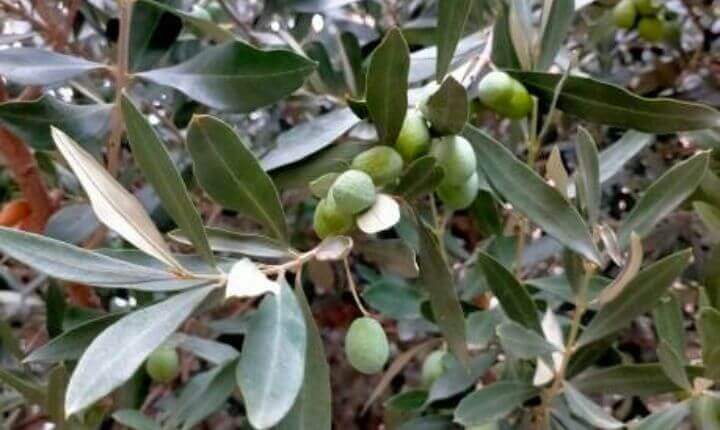 Aceituna verde de la que se obtiene el aceite de oliva
