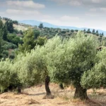 Olivos de la finca de Arkilakis con los que se hace aceite de alta montaña