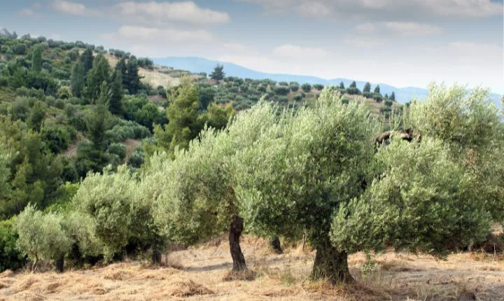 Olivos de la finca de Arkilakis con los que se hace aceite de alta montaña