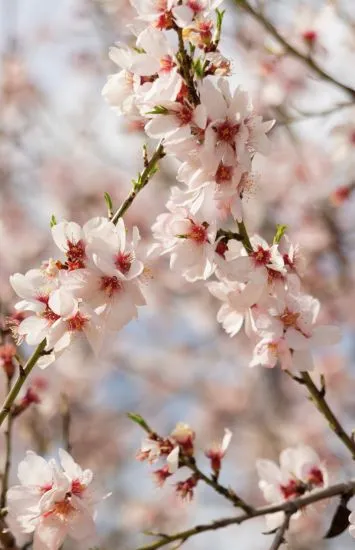 almendro en flor